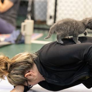 Hhs kitten yoga 10am -95