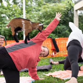 Lauraphotospets hhs goat yoga  -104