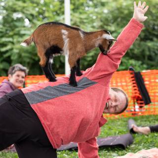 Lauraphotospets hhs goat yoga  -105