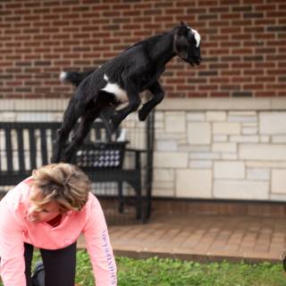 Lauraphotospets hhs goat yoga  -121