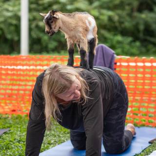 Lauraphotospets hhs goat yoga  -125