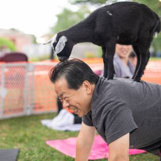 Lauraphotospets hhs goat yoga  -132