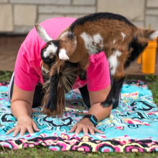 Lauraphotospets hhs goat yoga  -139