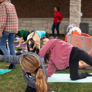 Lauraphotospets hhs goat yoga  -14