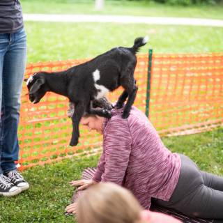 Lauraphotospets hhs goat yoga  -155