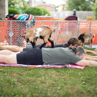 Lauraphotospets hhs goat yoga  -158