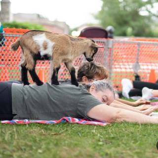 Lauraphotospets hhs goat yoga  -159