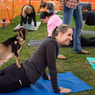 Lauraphotospets hhs goat yoga  -15