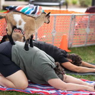 Lauraphotospets hhs goat yoga  -163