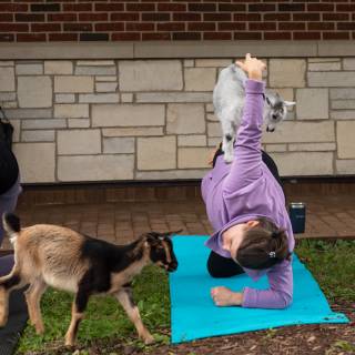 Lauraphotospets hhs goat yoga  -19