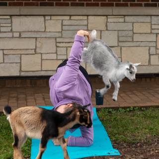 Lauraphotospets hhs goat yoga  -21