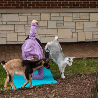 Lauraphotospets hhs goat yoga  -22