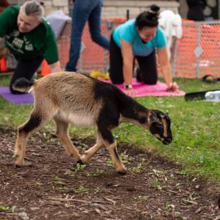 Lauraphotospets hhs goat yoga  -23