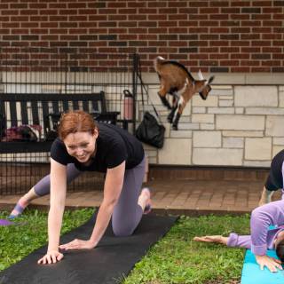 Lauraphotospets hhs goat yoga  -25