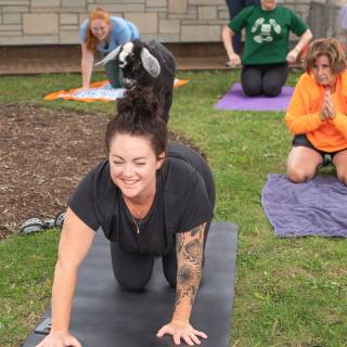 Lauraphotospets hhs goat yoga  -28