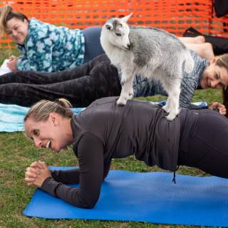 Lauraphotospets hhs goat yoga  -35