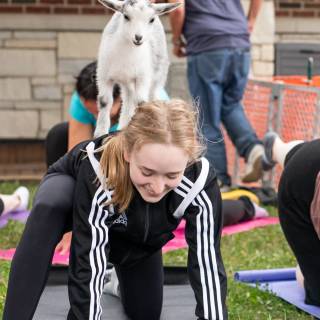 Lauraphotospets hhs goat yoga  -39