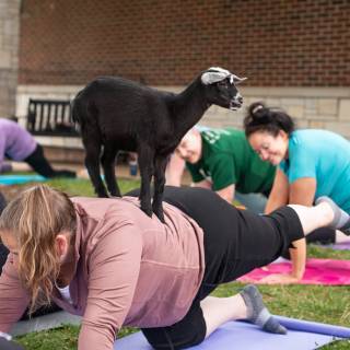 Lauraphotospets hhs goat yoga  -43