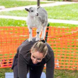 Lauraphotospets hhs goat yoga  -44