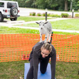 Lauraphotospets hhs goat yoga  -45