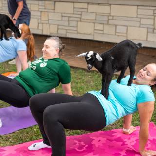 Lauraphotospets hhs goat yoga  -56