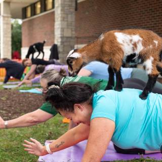 Lauraphotospets hhs goat yoga  -5