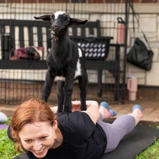 Lauraphotospets hhs goat yoga  -68