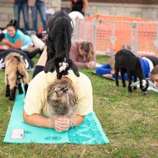 Lauraphotospets hhs goat yoga  -73