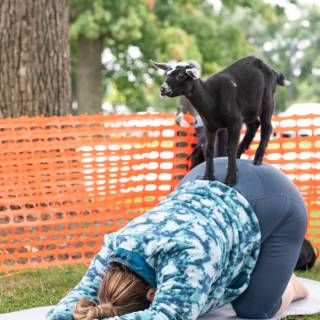 Lauraphotospets hhs goat yoga  -77