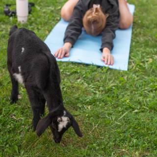 Lauraphotospets hhs goat yoga  -7