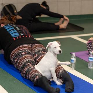 Hhs puppy yoga -105