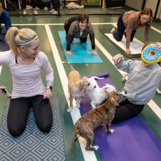 Hhs puppy yoga -69