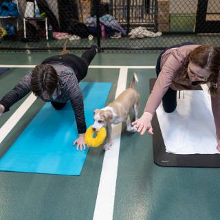 Hhs puppy yoga -72