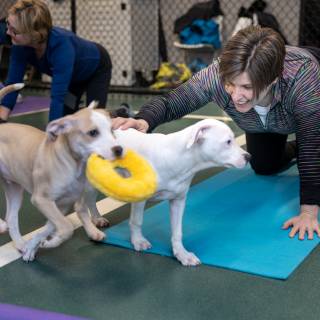 Hhs puppy yoga -73