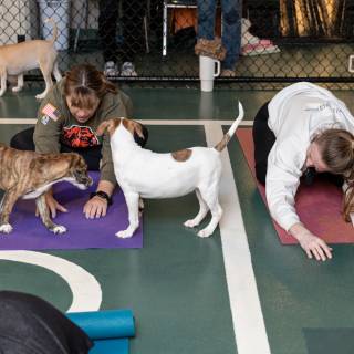 Hhs puppy yoga -9