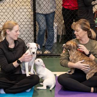 Hhs puppy yoga 