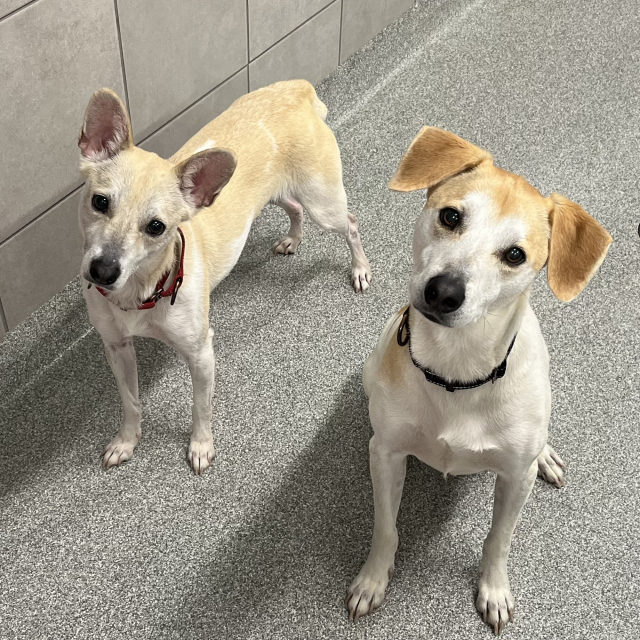 Mollie & Pauly (bonded)