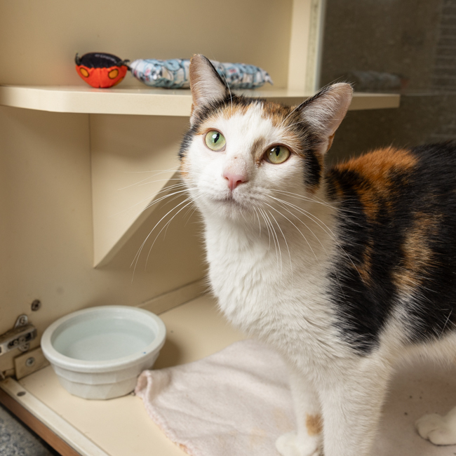 Amber | Adopt a Pet | Hinsdale Humane Society