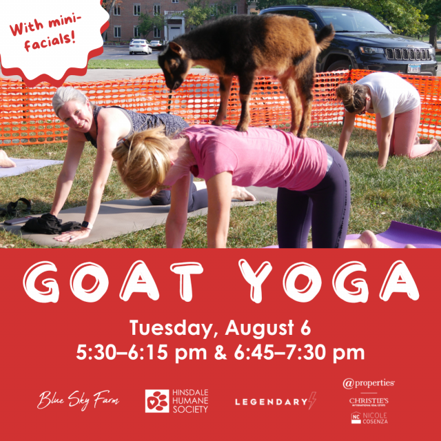 Goat yoga 2024