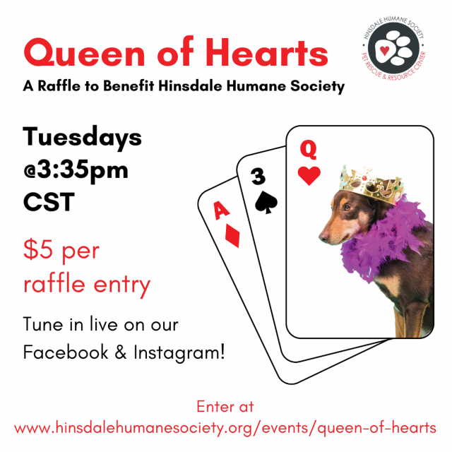 Queen of hearts generic 335pm