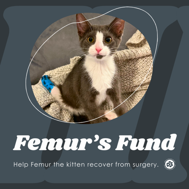 Femurs fund