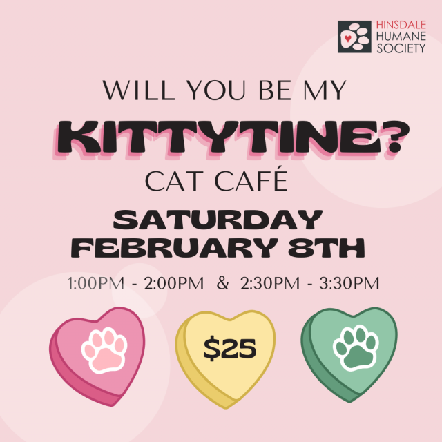 Valentines cat cafe feb 2024