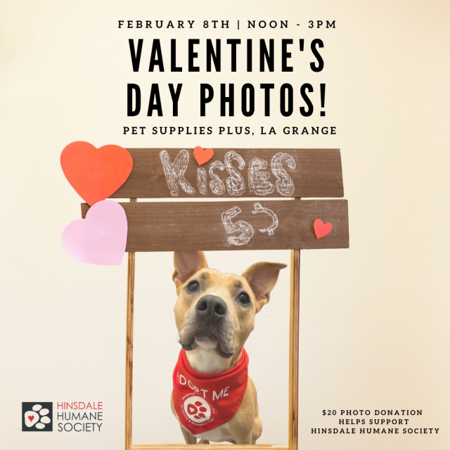 Pet supplies plus valentines feb 2024 event