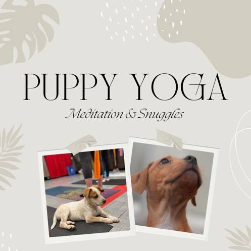 Puppy yoga v2 sq.png